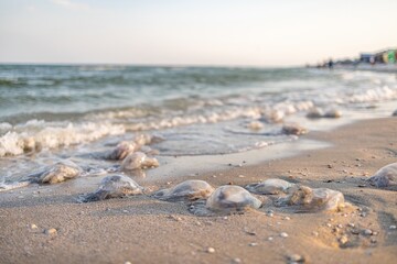 Dead jellyfish lie on a sandy shore signed by water on the Sea of Azov