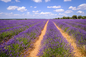 Obraz na płótnie Canvas Lavender field in bloom in the province of Guadalajara (Spain)