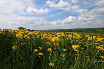 Field of dandelions. Spring landscape with dandelion field.