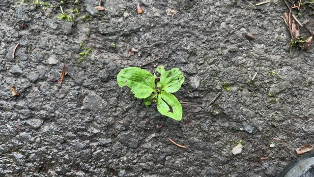 Green plant fights through asphalt street, concept nature against humanity