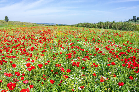 A field of blooming red poppies and white daisies. Wild flowers. Israel