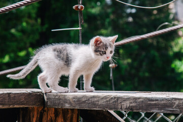 A small white-gray kitten walks on the board and learns the world
