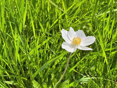 White spring flower in green grass lawn. White anemone flowers. Anemone sylvestris, snowdrop anemone, windflower.