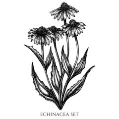 Tea herbs vintage vector illustrations collection. Black and white echinacea. - obrazy, fototapety, plakaty