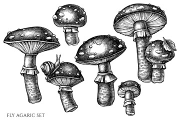 Forest mushrooms vintage vector illustrations collection. Black and white fly agaric.