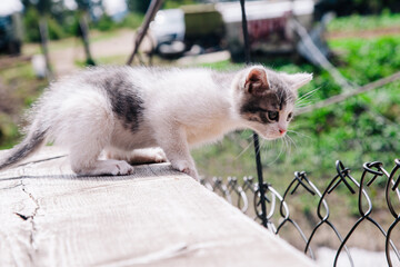 Fototapeta premium A small white-gray kitten walks on the board and learns the world