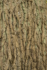 background of old cracked textured bark of a perennial tree
