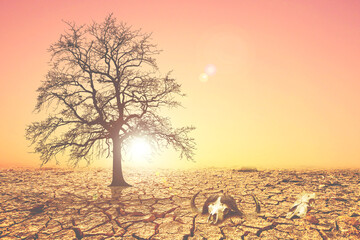 Trees die from drought due to global warming and deforestation. The concept of saving the earth,...