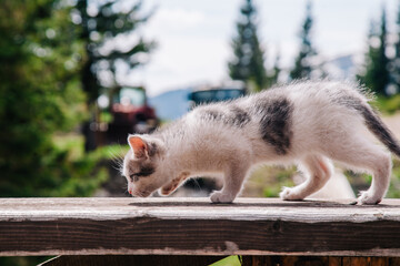 A small white-gray kitten walks on the board and learns the world