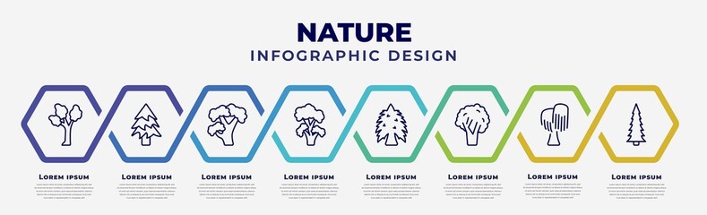 vector infographic design template with icons and 8 options or steps. infographic for nature concept. included eastern cottonwood tree, balsam fir tree, pignut hickory tree, black locust eastern - obrazy, fototapety, plakaty