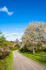 Fototapeta na wymiar Blooming fruit trees by a gravel road in the spring