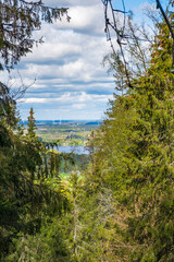 View through the spruce forest against a rural landscape