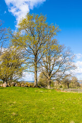 Lush trees in spring by a meadow