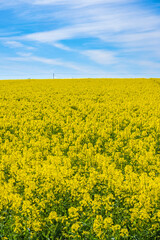 Yellow rapeseed field a beautiful summer day