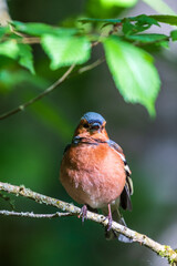 Beautiful Chaffinch on a tree branch