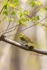 Leaf warbler sitting on a tree branch