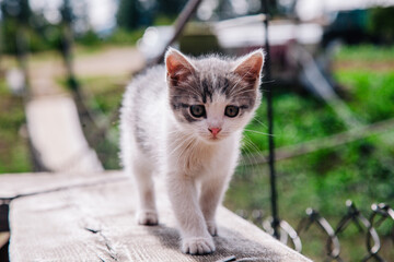 Naklejka na ściany i meble A small white-gray kitten walks on the board and learns the world