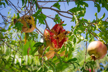 Ripe pomegranate fruit is cracked and hangs on a branch with leaves in the exfu of the sun