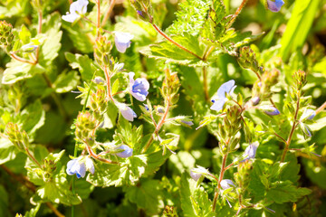 Small blue wildflowers Veronica