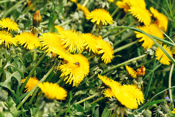 Glade of yellow dandelions
