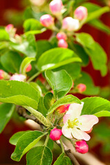 Blooming apple tree branch