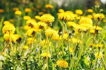 Obraz premium Glade of yellow dandelions