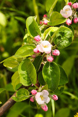 Fototapeta premium Blooming apple tree branch