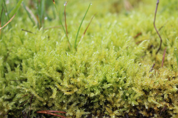 moss on the ground