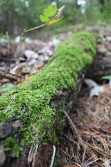moss on tree