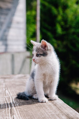 A small white-gray kitten walks on the board and learns the world