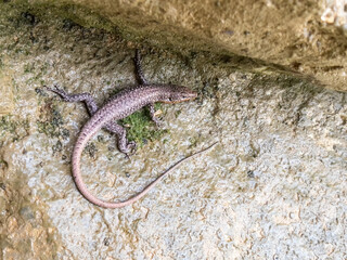 harmless and precious water salamander