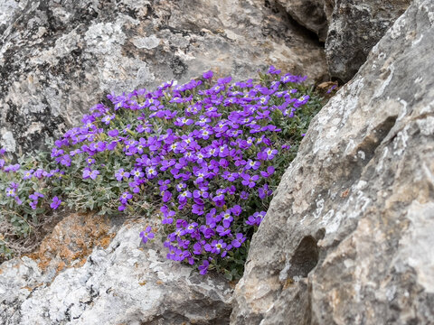 purple nature flower growing among the rocks