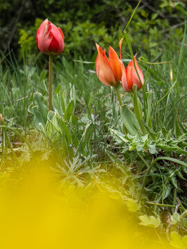 wild tulips that begin to grow in the high mountains as the snow melts