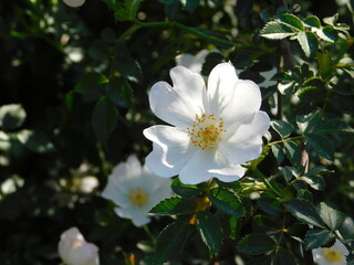 A dog rose, or Rosa canina, in the spring