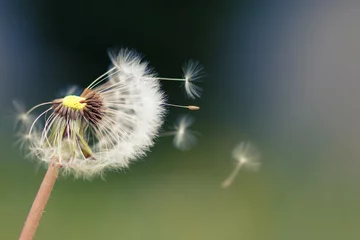 Foto op Plexiglas Dandelion seeds blowing in the wind. Macrophotography of dandelion seeds. © Inna Dodor