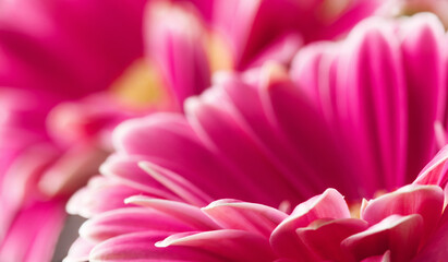 Pink gerbera flower close up. Macro photography of gerbera flower head.
