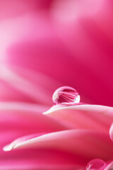 Pink flower petals  with water drop close up. Macro photography of gerbera flower petals with dew.