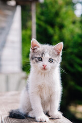 A small white-gray kitten walks on the board and learns the world