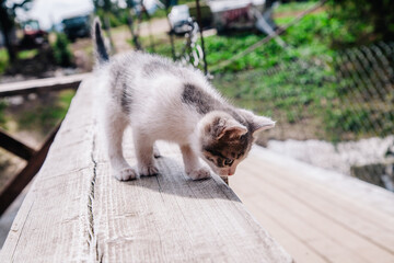 A small white-gray kitten walks on the board and learns the world