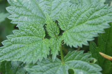 close up of a green leaf