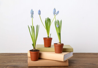 Pots with blooming grape hyacinth plants (Muscari) and books on table against white background