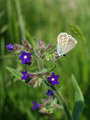Close up of a colorful butterfly standing on a flower