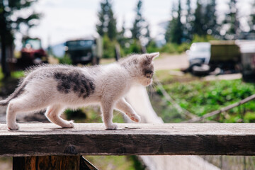 A small white-gray kitten walks on the board and learns the world