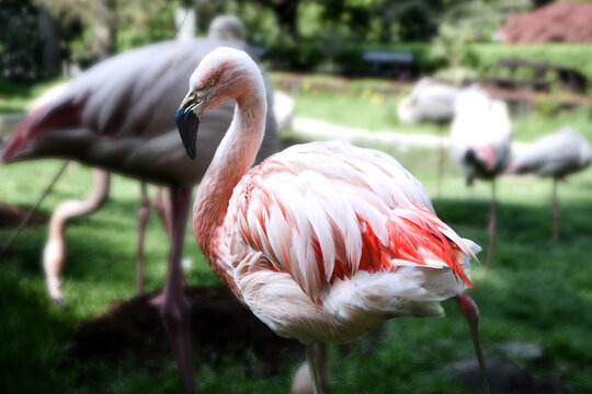 Pink big birds Greater Flamingo. American flamingo Phoenicopterus ruber or Caribbean flamingo. Big bird is relaxing enjoying the summertime. Nature green background. High quality photo
