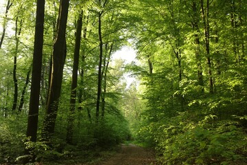 A path through the majestic beech forest on a spring morning