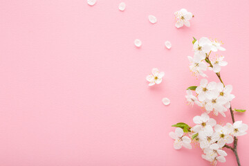 Obraz na płótnie Canvas Fresh branch of beautiful white cherry blossoms on light pink table background. Pastel color. Closeup. Empty place for inspirational text, lovely quote or positive sayings. Top down view.