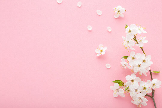 Fresh branch of beautiful white cherry blossoms on light pink table background. Pastel color. Closeup. Empty place for inspirational text, lovely quote or positive sayings. Top down view.