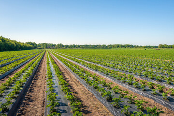 Fototapeta na wymiar Endless long converging rows of strawberry plants in a Dutch landscape in the province of North Brabant. The plants grow in ridges covered with plastic film. It is a sunny day in the spring season.