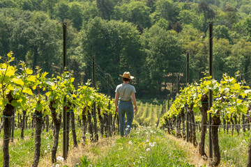 Winemaker Farmworker, Woman with brown hair, gray t-shirt, jeans and straw hat walking through her...