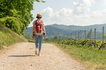 Hiking Woman with brown hair, gray t-shirt, jeans, straw hat and red backpack hiking next to a wine field, rear view, hiking trail at Auerbach, Bensheim, Germany